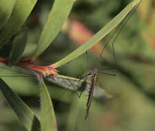 Image of Leptotarsus (Macromastix) luteisubcostatus (Alexander 1934)