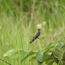 Image of Brazza's Martin