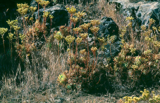 Image of Aeonium simsii (Sweet) W. T. Stearn