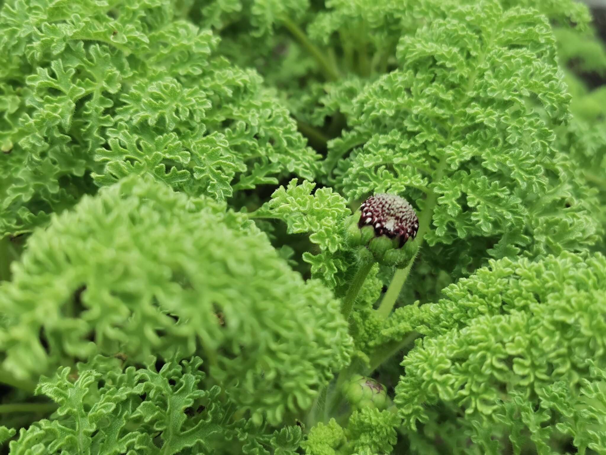 Image de Scalesia helleri Robinson