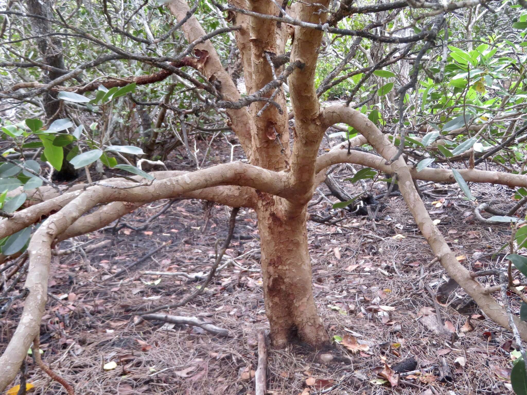 Image of Dhundal tree