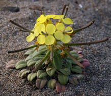 Imagem de Erysimum menziesii (Benth. & Hook. fil.) Wettst.