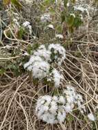 صورة Ageratina petiolaris (Mocino & Sesse ex DC.) R. King & H. Rob.