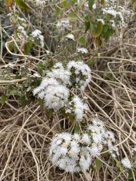 Image of Ageratina petiolaris (Mocino & Sesse ex DC.) R. King & H. Rob.