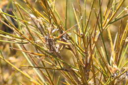 صورة Genista polyanthos Willk.