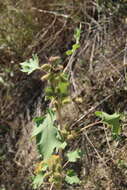 Image of Xanthium orientale subsp. californicum (Greene) Greuter