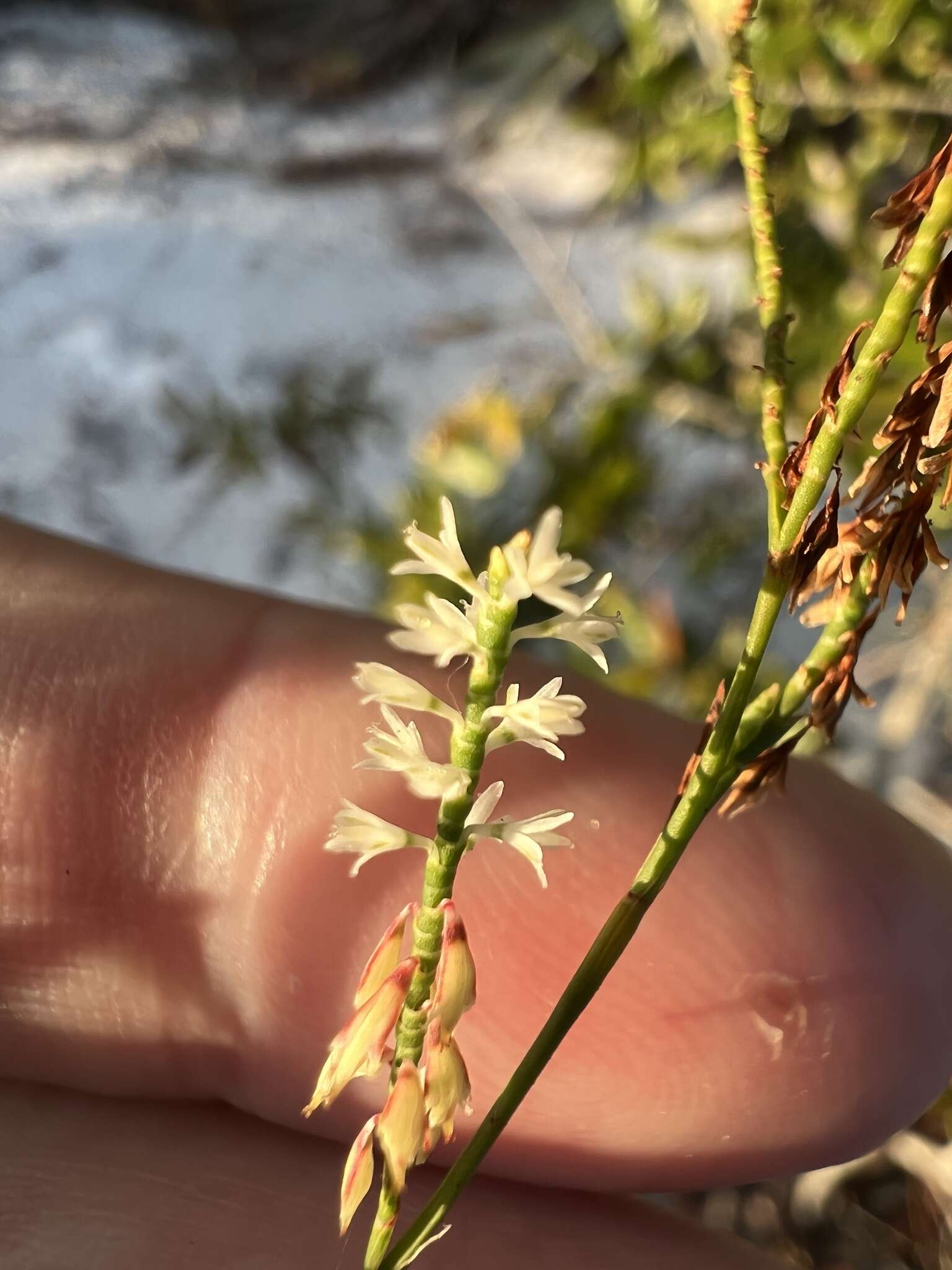 Image of hairy jointweed