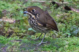 Image of Ochre-fronted Antpitta