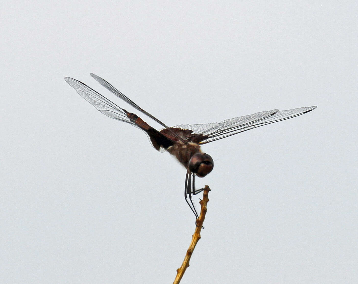 Image of Carolina Saddlebags