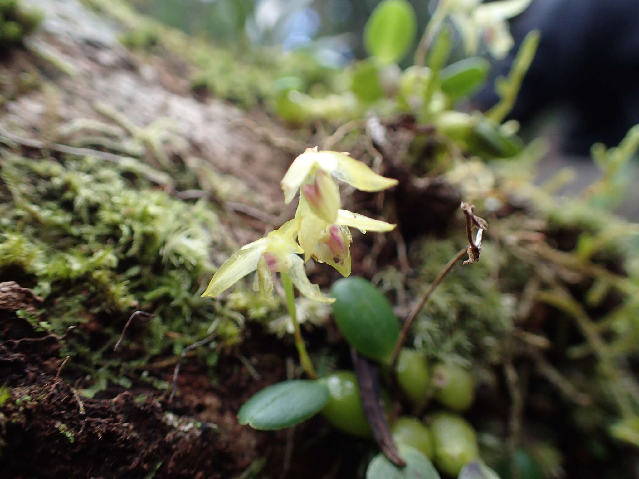 Image of Bulbophyllum melleum H. Perrier