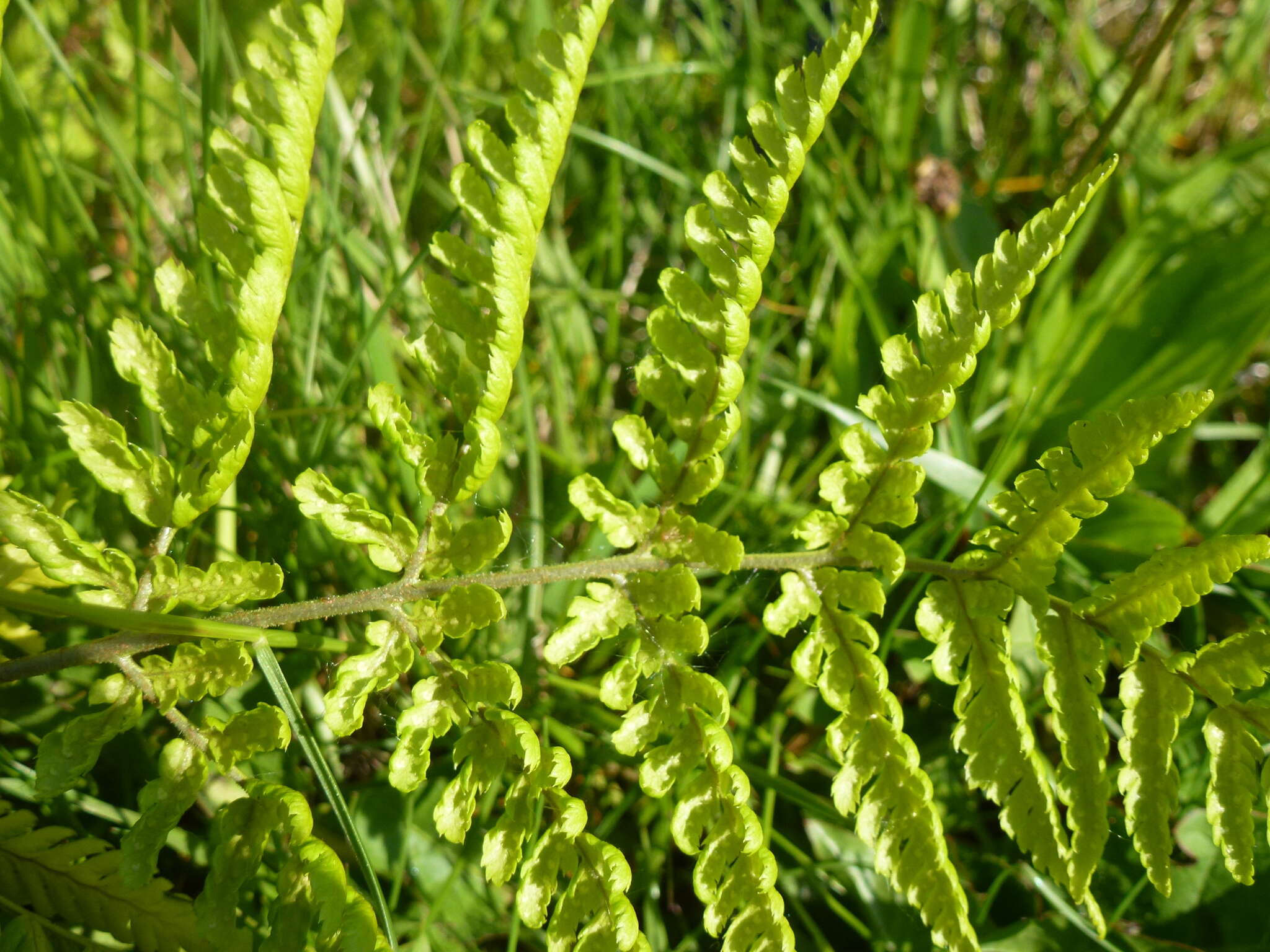 Imagem de Dryopteris dilatata (Hoffm.) A. Gray