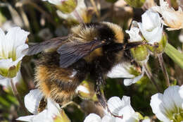 Image of Bombus kirbiellus Curtis 1835