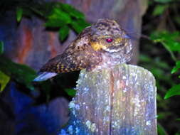 Image of Buff-collared Nightjar