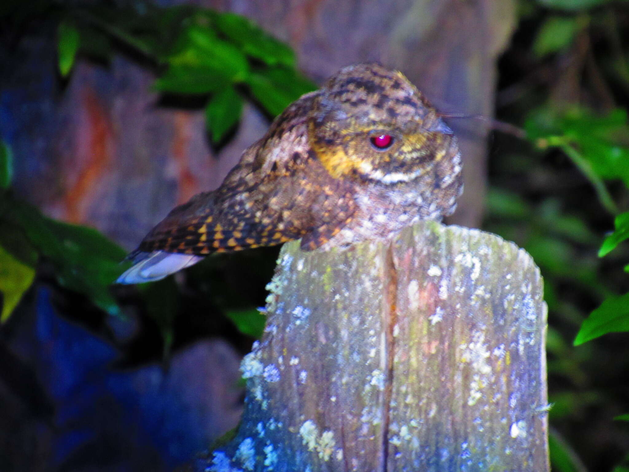 Image of Buff-collared Nightjar