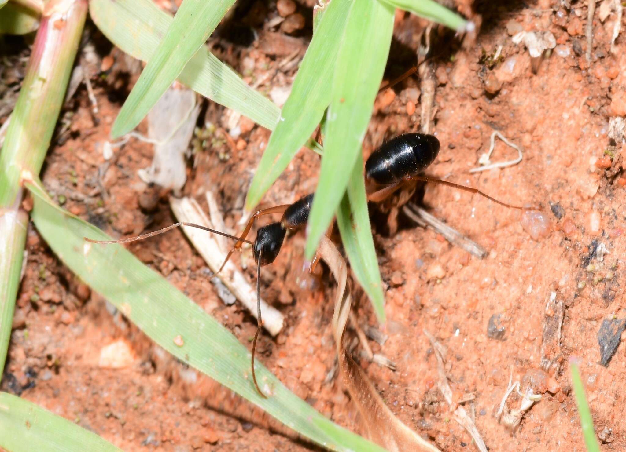 Image de Camponotus subnitidus famelicus Emery 1887