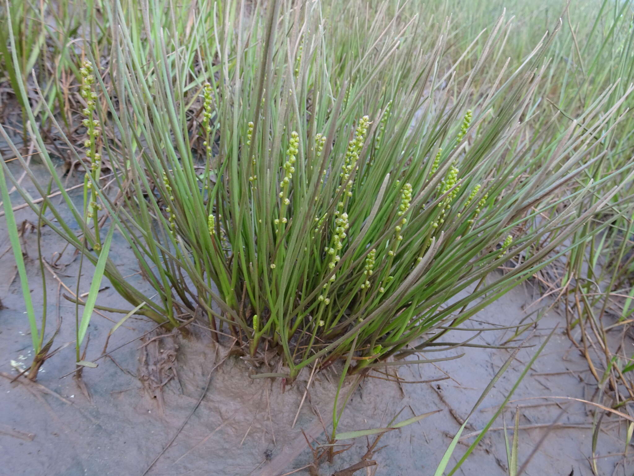 Image of Gaspe Peninsula Arrow-Grass