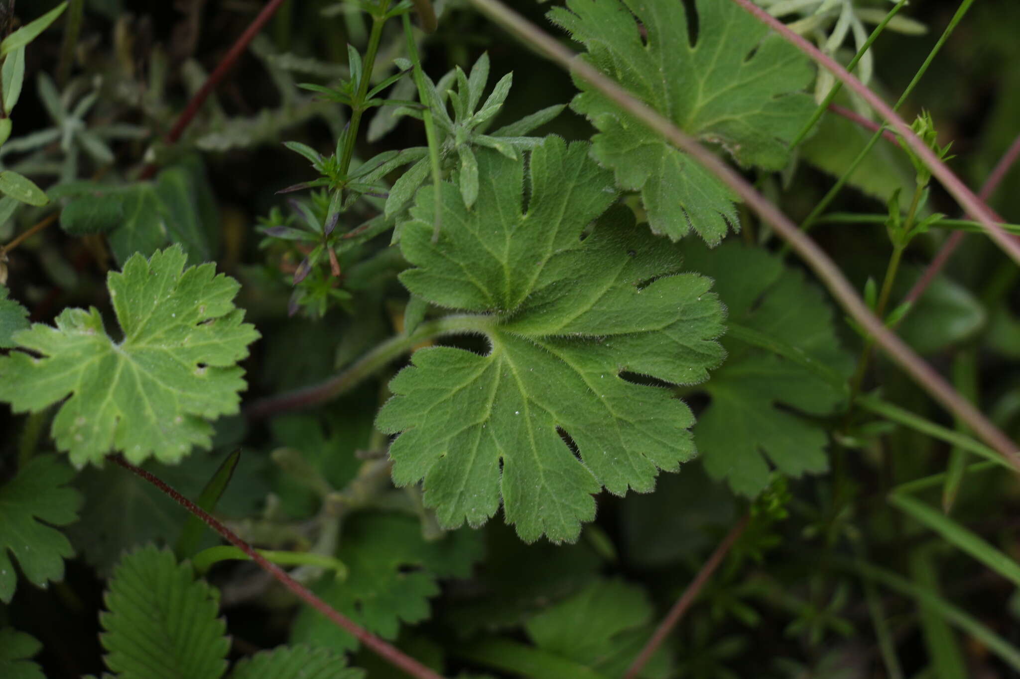 Image of Androsace geraniifolia Watt