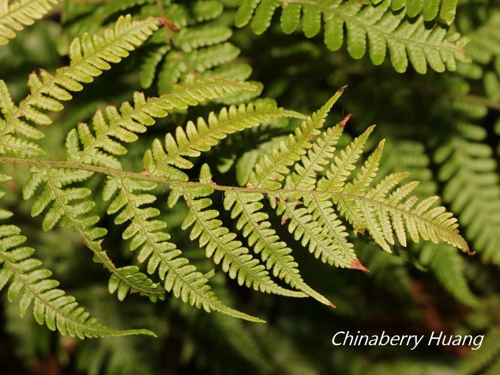 Слика од Ctenitis eatonii (Bak.) Ching