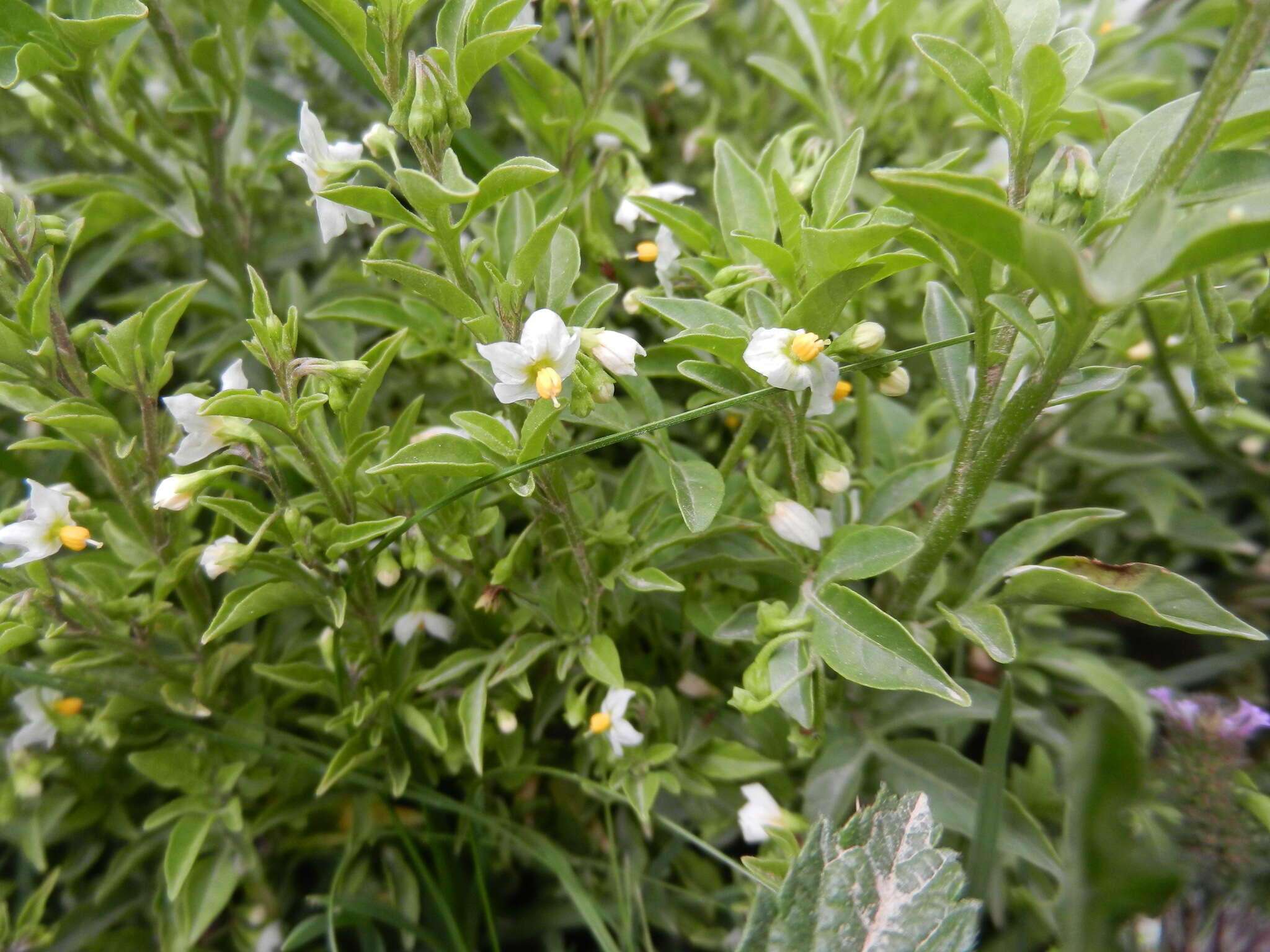 Image of Solanum palitans C. V. Morton