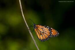 Image of Danaus (Anosia) eresimus subsp. montezuma Talbot 1943