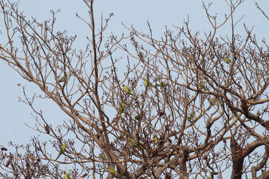 Image of Slaty-headed Parakeet