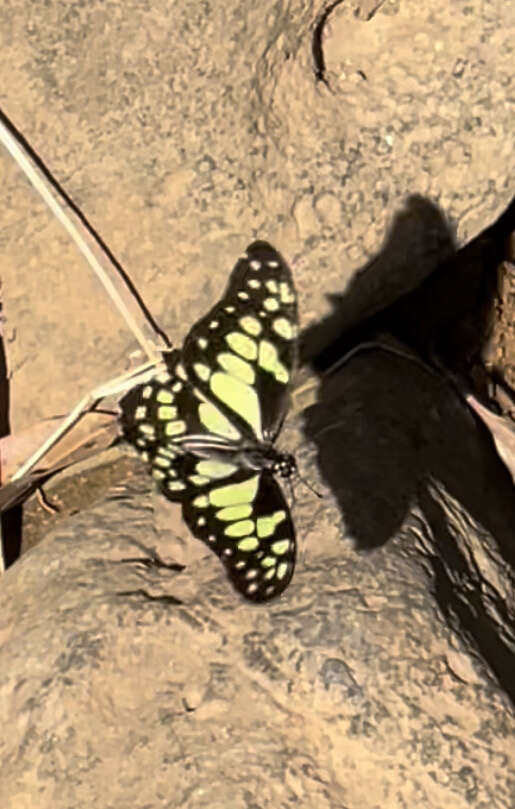 Graphium cyrnus (Boisduval 1836) resmi