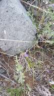 Image of Polygala tenuifolia Willd.