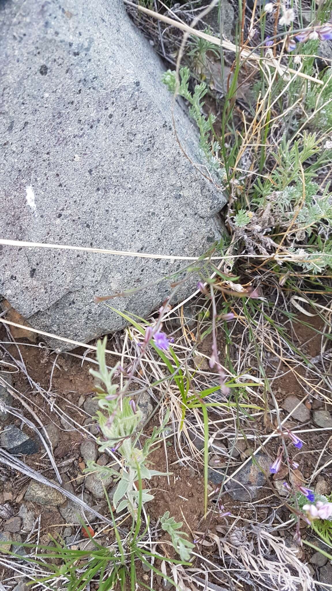 Image of Polygala tenuifolia Willd.