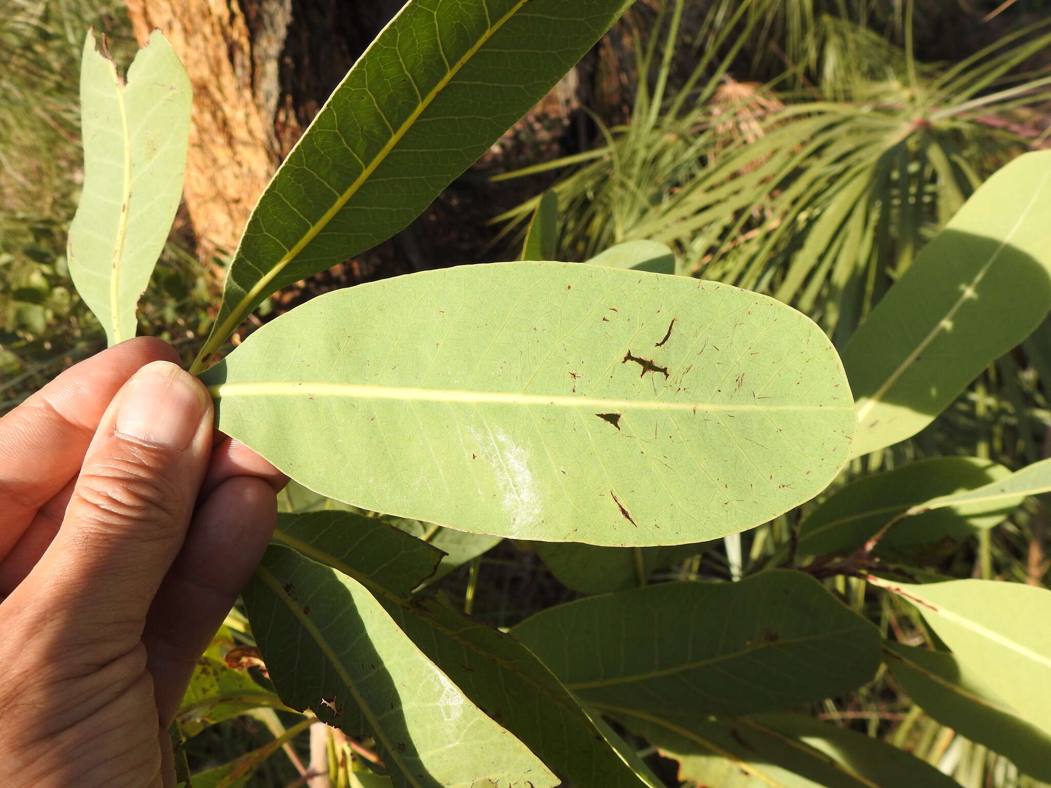 Image of Buchanania obovata Engl.