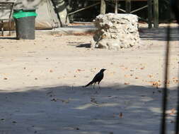 Image of Burchell's Glossy-Starling