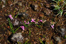 Image of Rhodohypoxis rubella (Baker) Nel