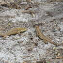 Image of Leiocephalus carinatus armouri Barbour & Shreve 1935