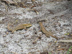 صورة Leiocephalus carinatus armouri Barbour & Shreve 1935