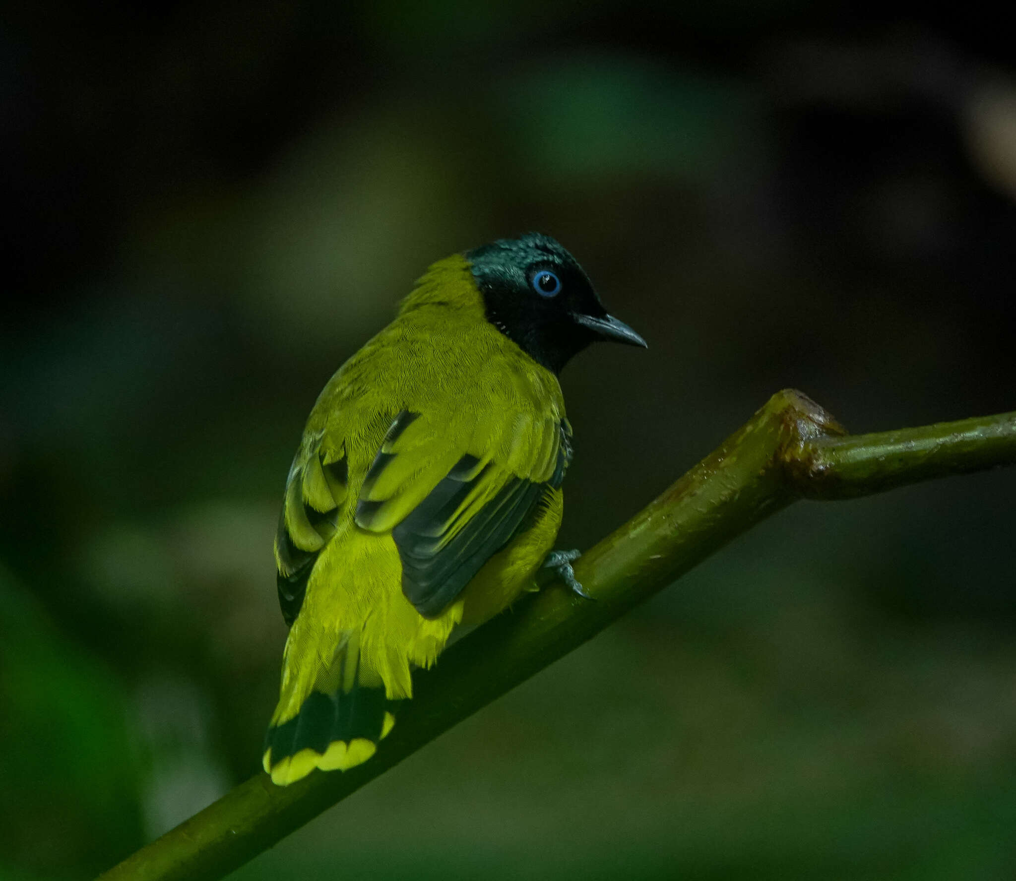 Image of Black-headed Bulbul