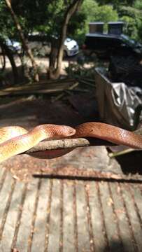 Image of Ashy Kukri Snake