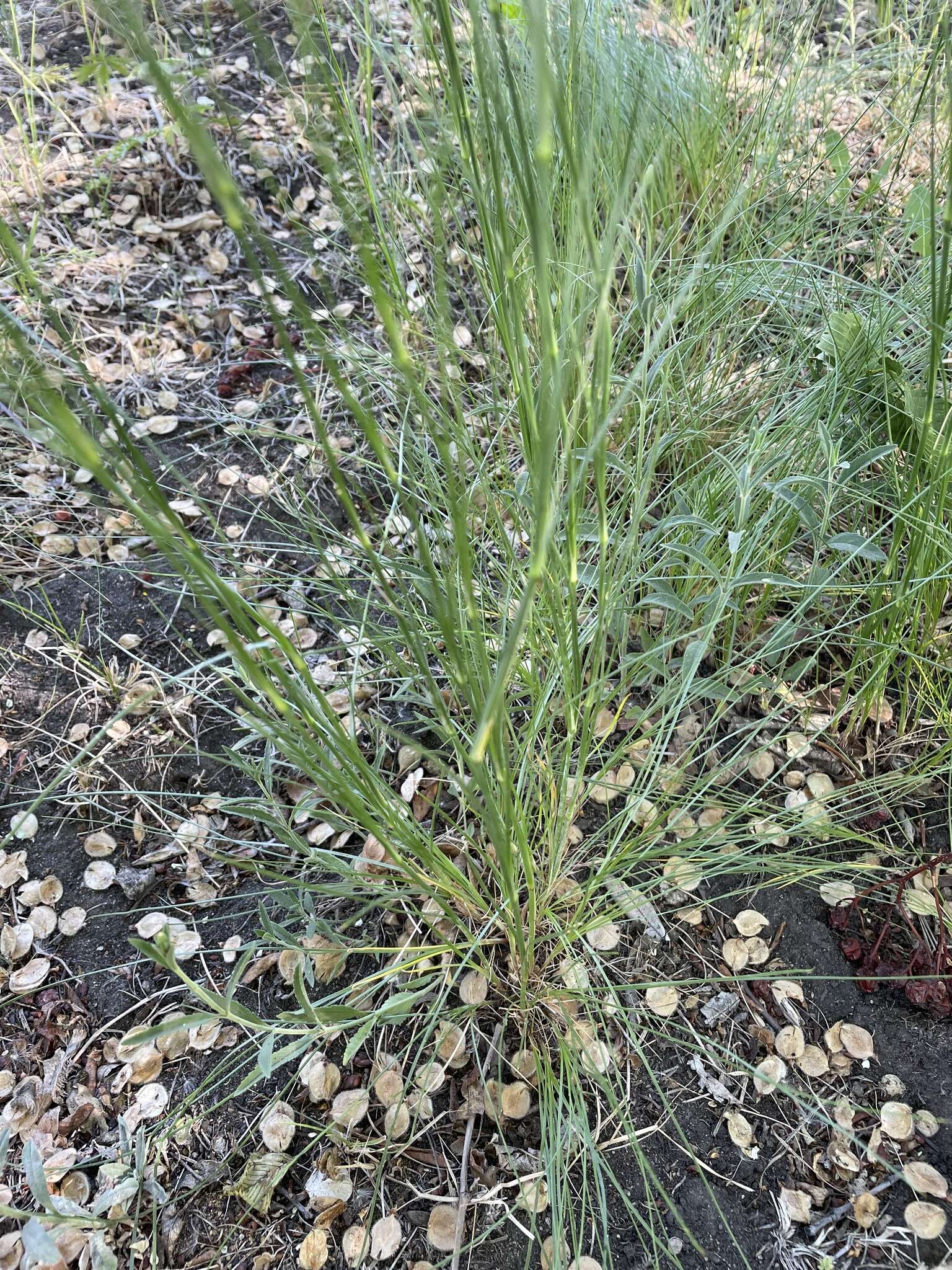 Imagem de Eremogone longifolia (M. Bieb.) Fenzl