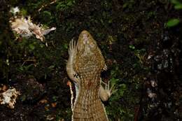 Image of Red-lipped Arboreal Alligator Lizard