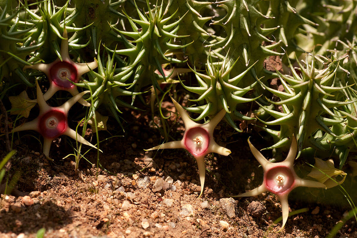 Plancia ëd Ceropegia verekeri subsp. verekeri