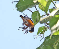 Imagem de Euphonia saturata (Cabanis 1861)