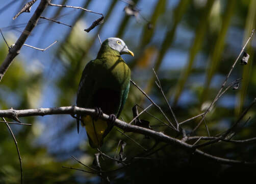 Image of Grey-headed Fruit Dove