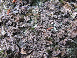 Image of Powdery kidney lichen