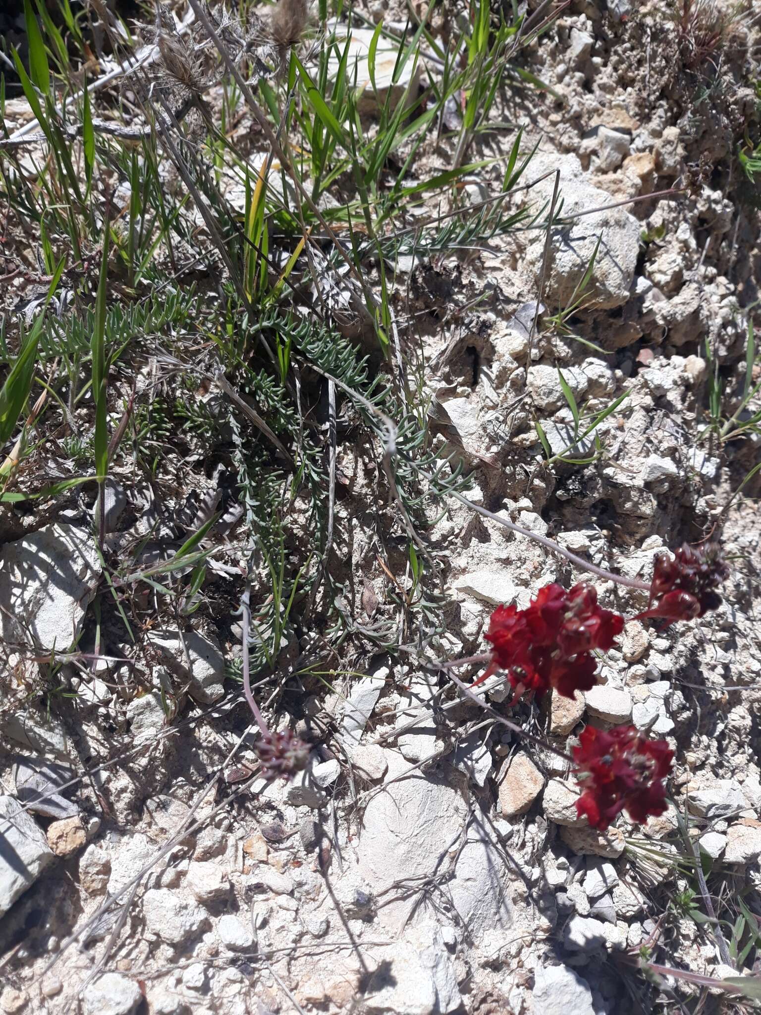 Image of roadside toadflax