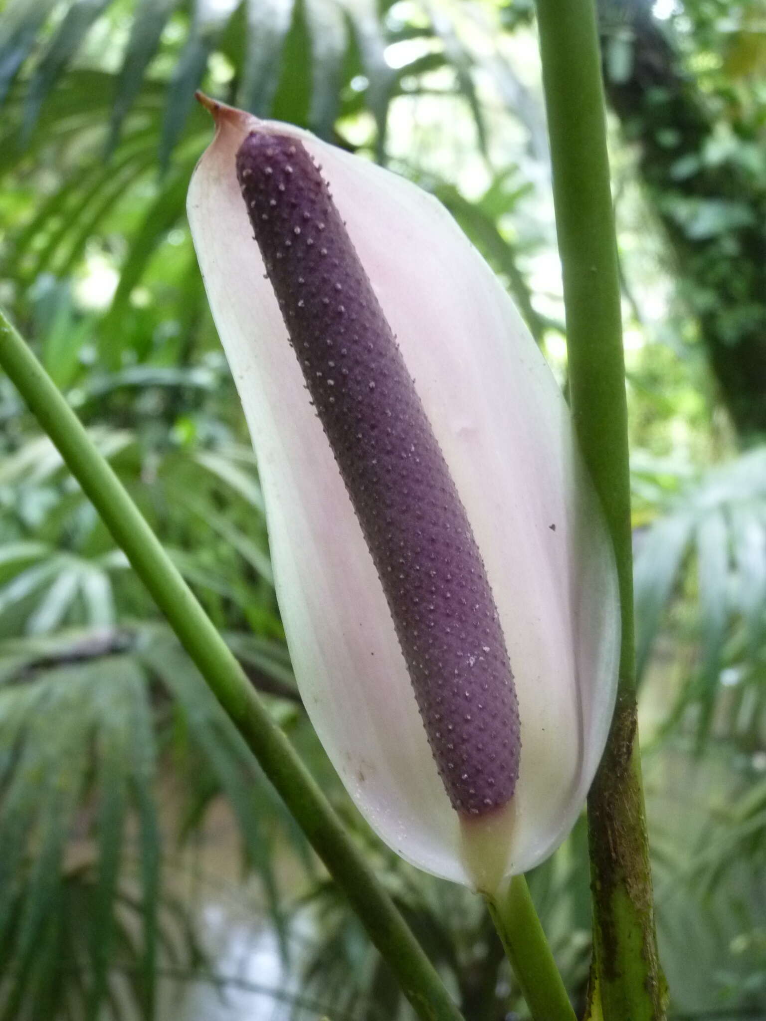 Imagem de Anthurium formosum Schott