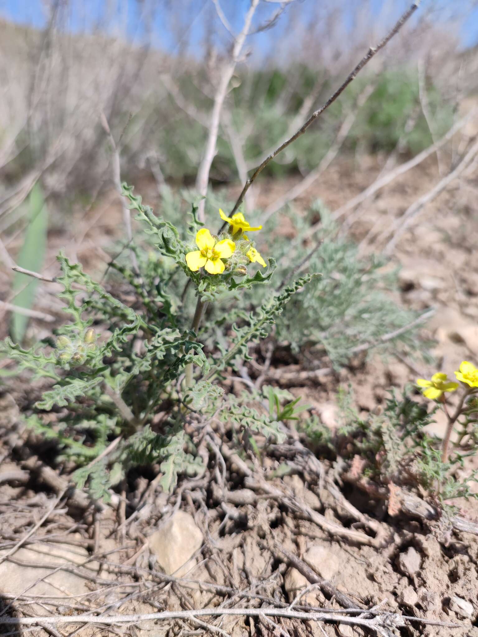 Imagem de Sterigmostemum caspicum (Lam. ex Pall.) Kuntze