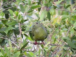 Image of Pink-necked Green Pigeon