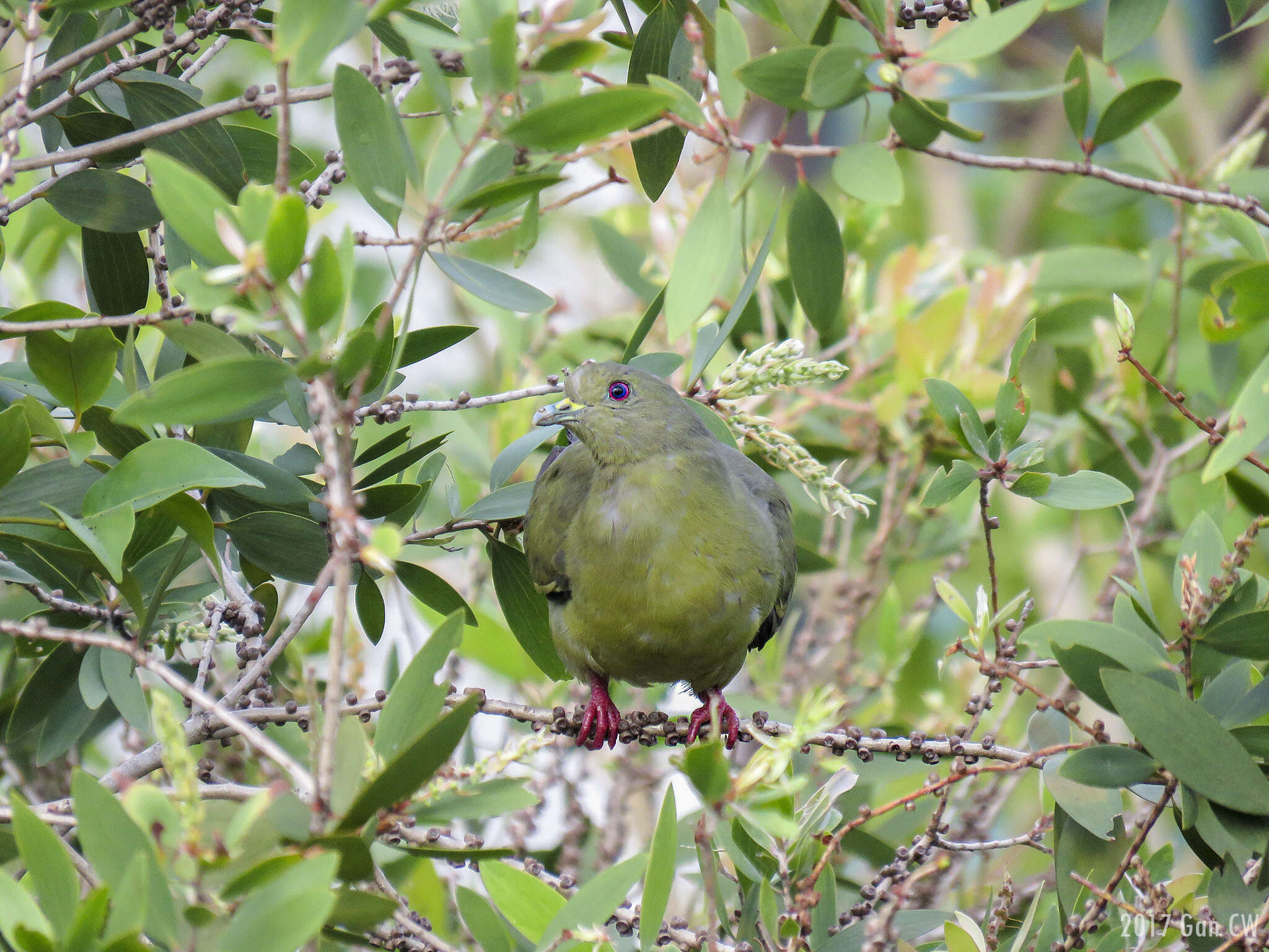 Image of Pink-necked Green Pigeon