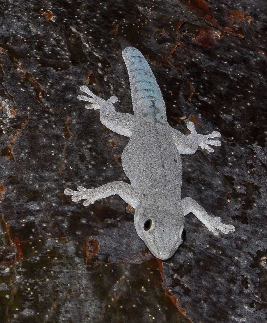 Plancia ëd Phelsuma mutabilis (Grandidier 1869)