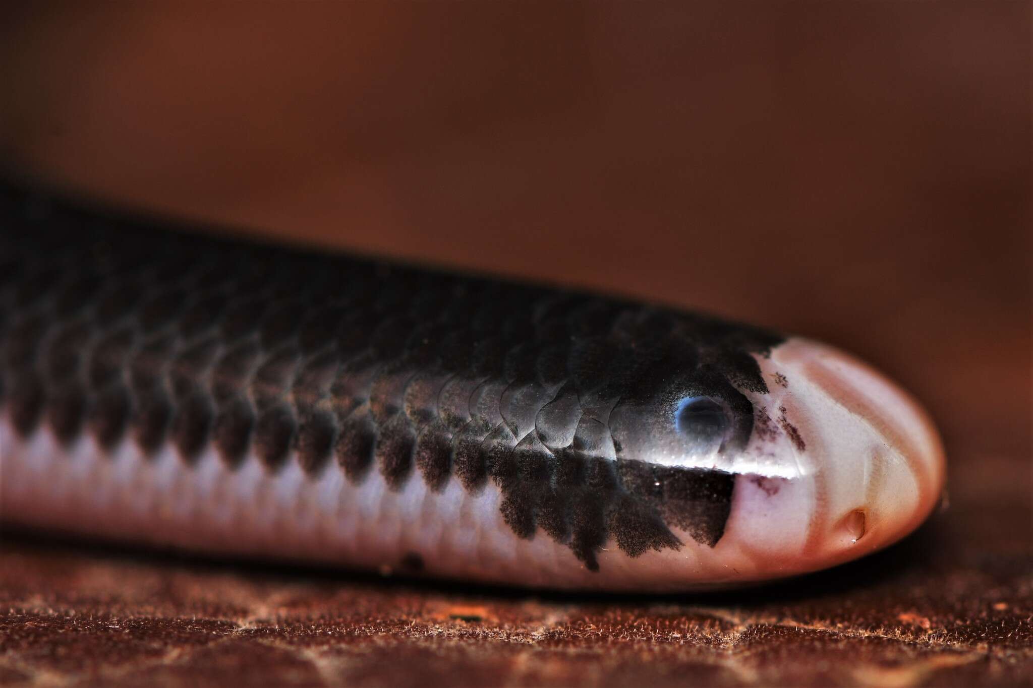 Image of Reticulate Worm Snake