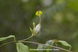 Image de Ceropegia candelabrum L.