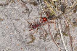 Image of Myrmecia nigriscapa Roger 1861